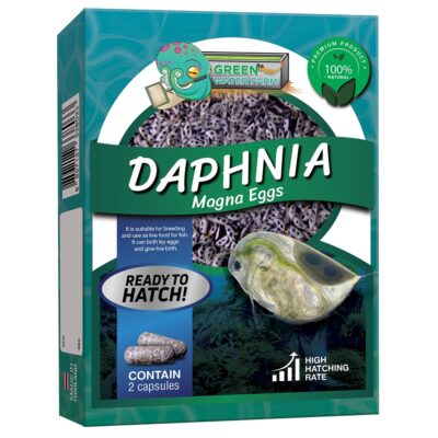 Daphnia Magna Eggs