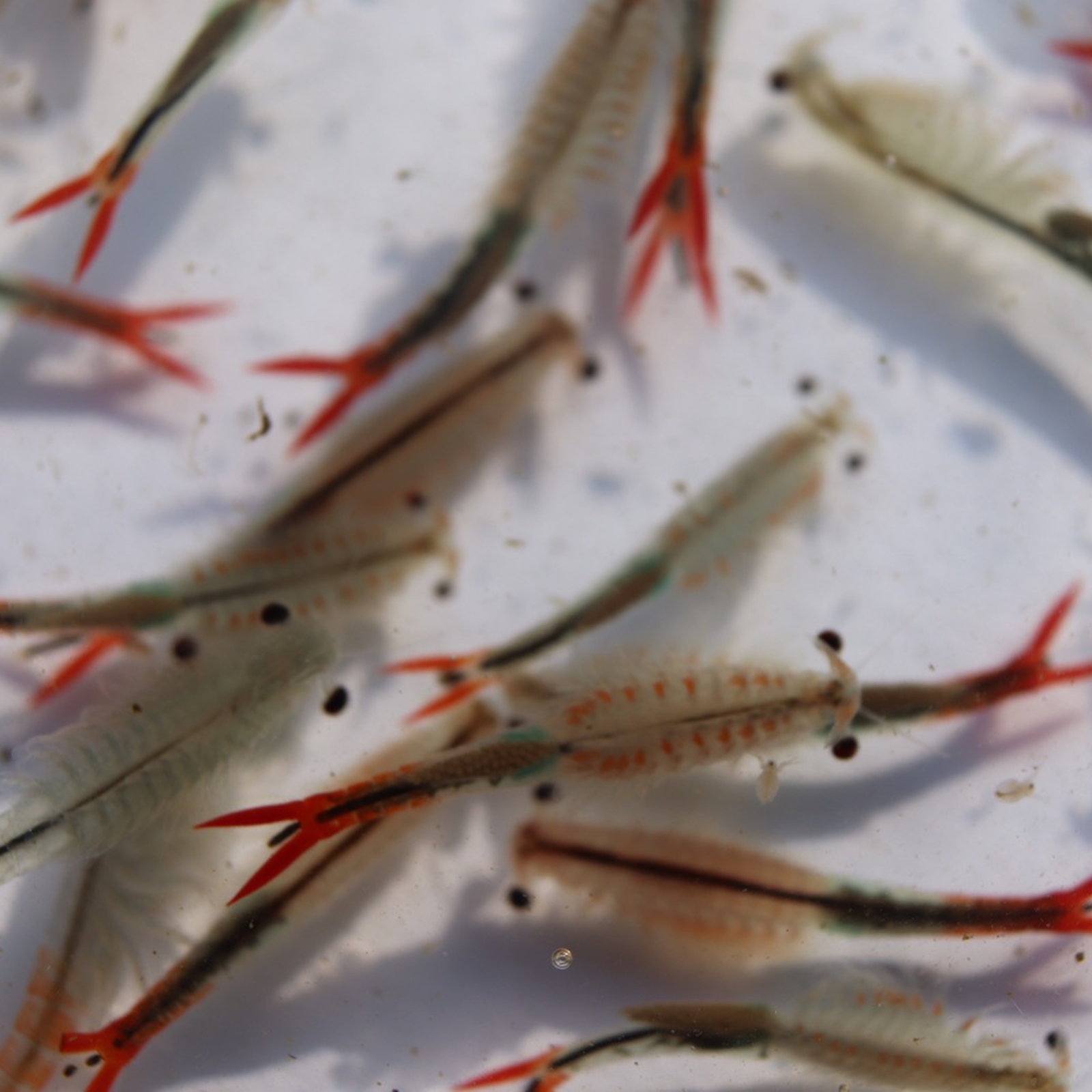 Fairy Shrimp Eggs Live Fish Food Sirindhornae Two Capsules GreenWaterFarm