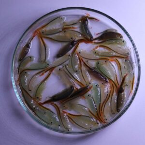 Fairy Shrimp Thailandensis on cup