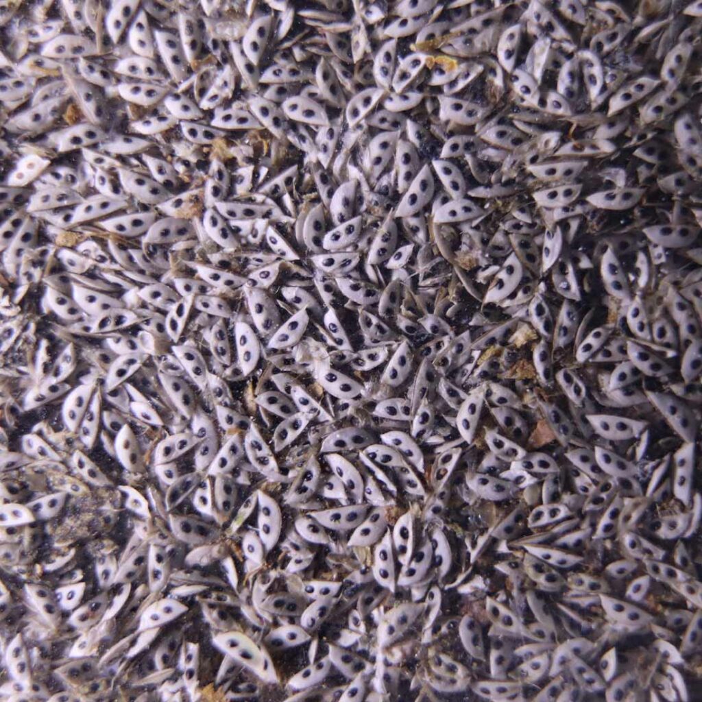 Daphnia Magna Live Food for Fish - GreenWaterFarm
