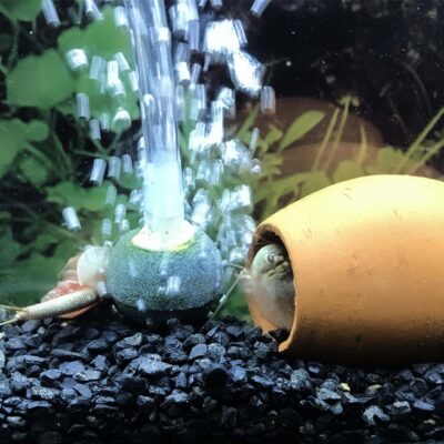 Aquarium displaying Triops Longicaudatus thriving with proper aeration setup.