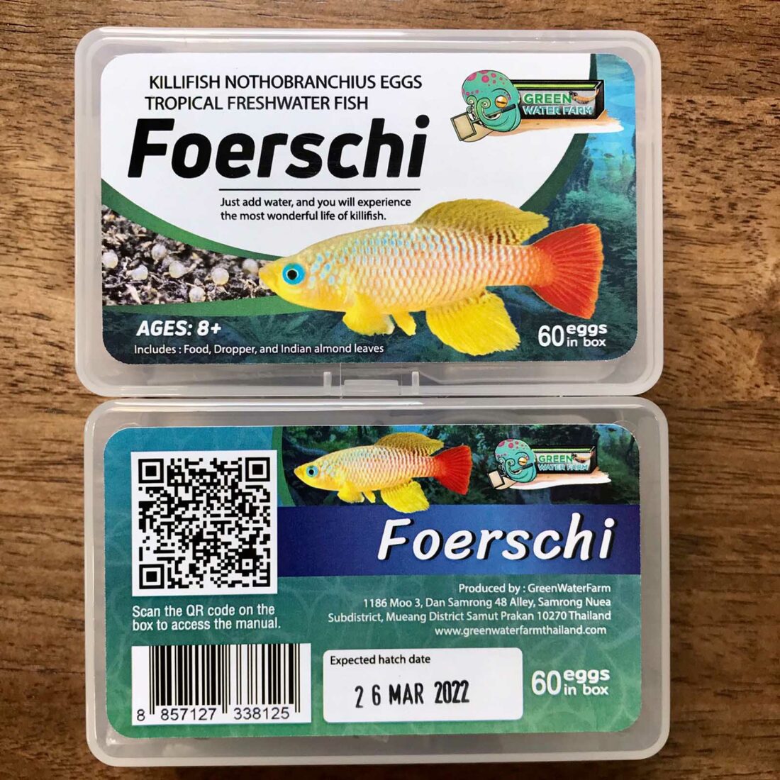 Killifish Foerschi Nothobranchius