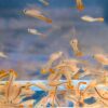 Fairy Shrimp Beavertail Eggs