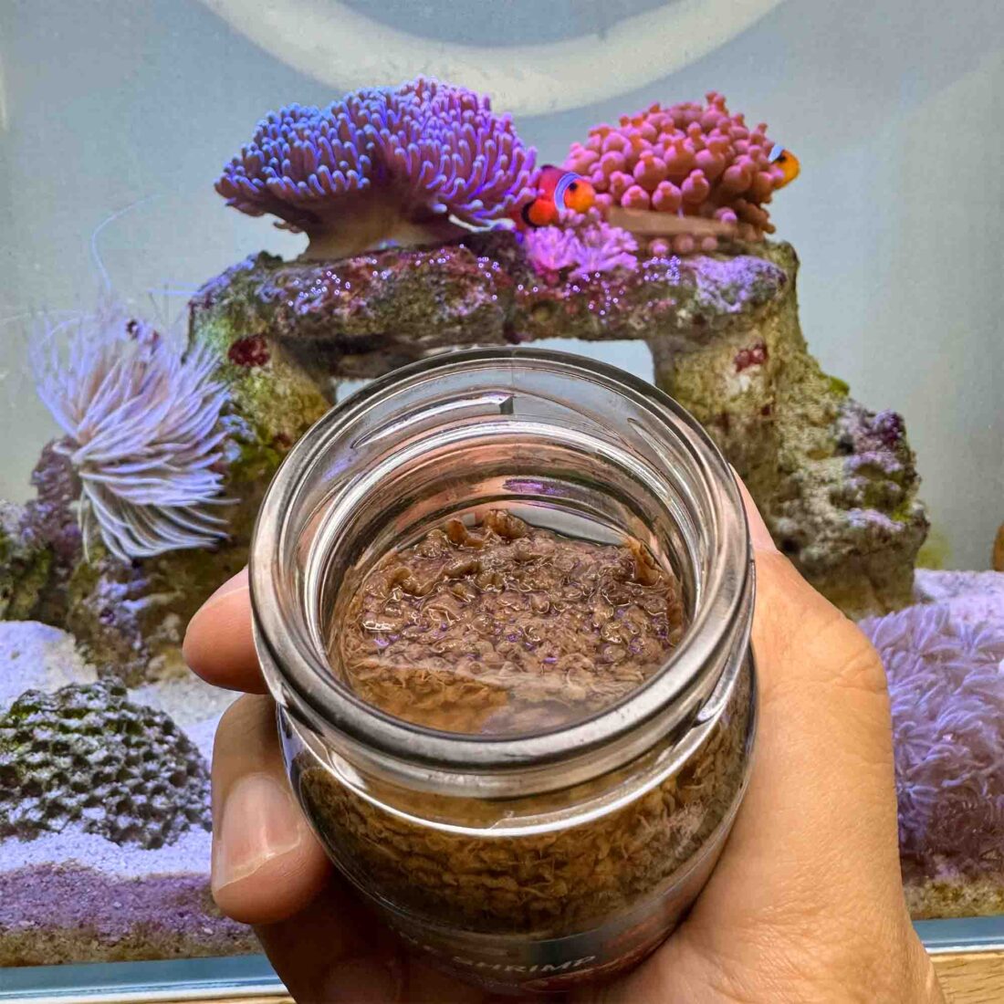 Close-up of sterilized Brine Shrimp prepared for feeding your fish